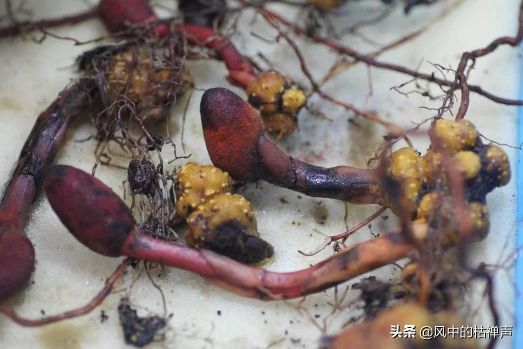 白小姐大前正版四不像一肖图,探索白小姐大前正版四不像一肖图的神秘面纱